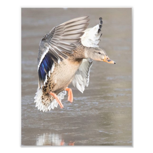 Honale Hen Mallard Anka landar i vinter på is Fototryck (Framsidan)