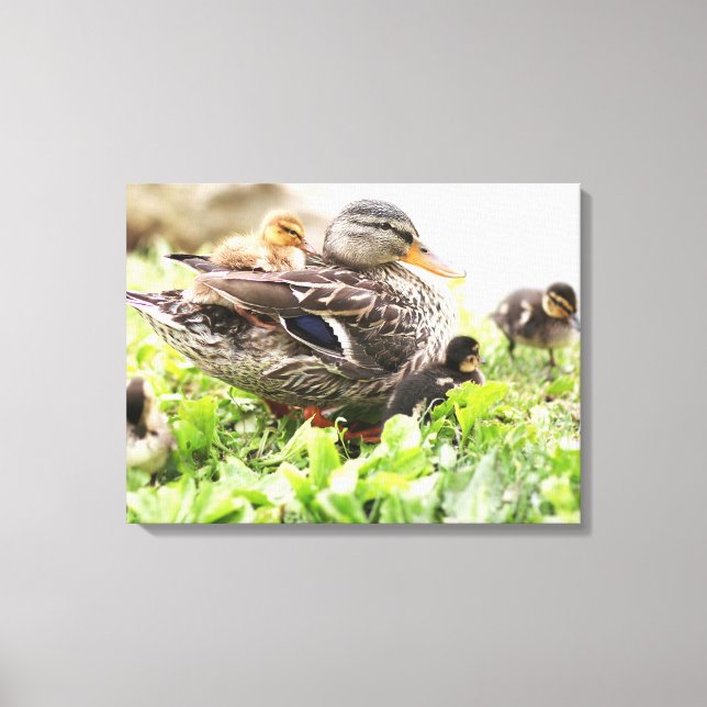 Honale Mallard, omringad av anklings Canvastryck (Framsida)