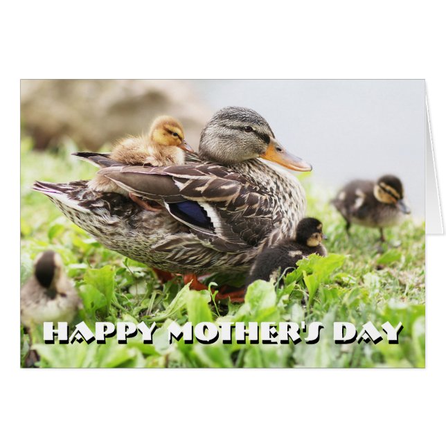 Honale Mallard, omringad av anklings Hälsningskort (Framsidan Horizontal)