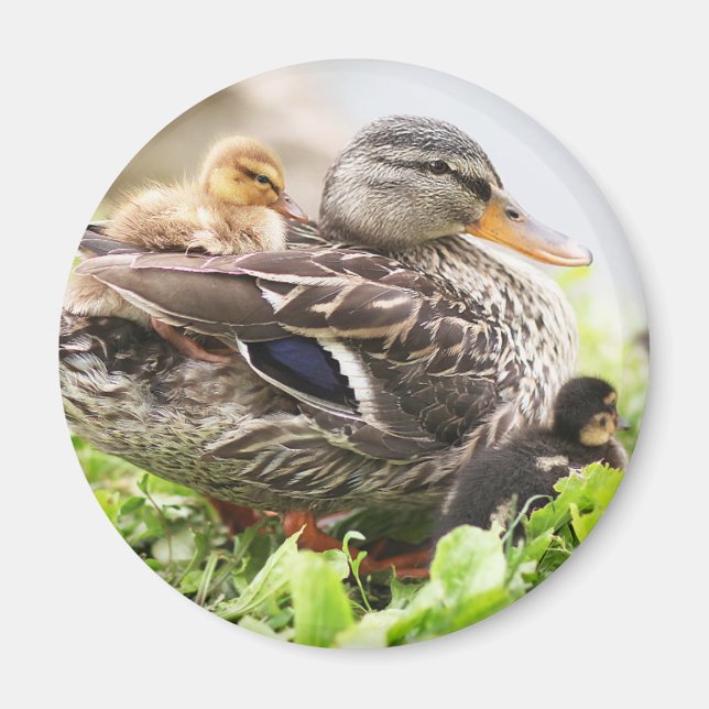 Honale Mallard, omringad av anklings Magnet (Framsidan)