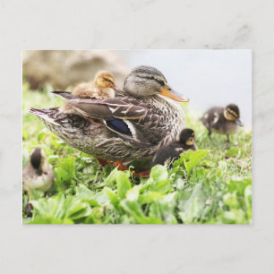 Honale Mallard, omringad av anklings Vykort