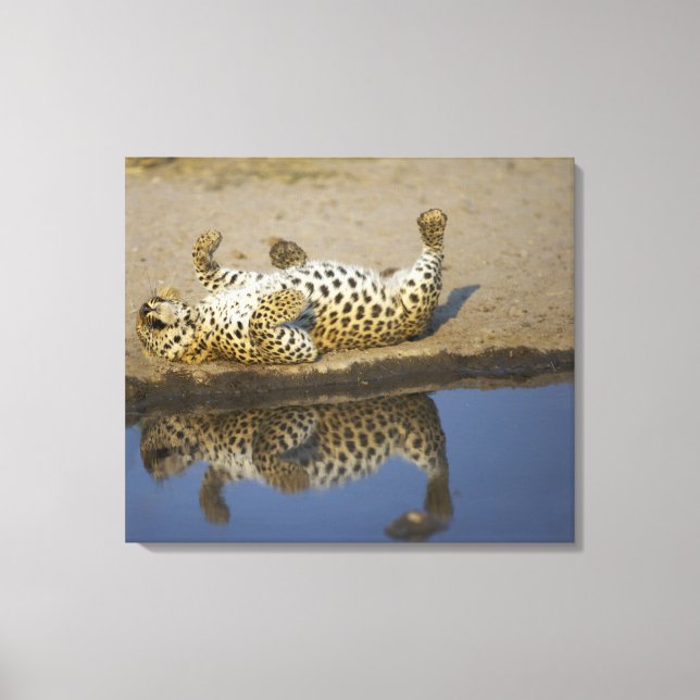 Hondjur av leopard (Panthera pardus) som rullar på Canvastryck (Framsida)
