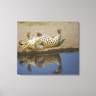 Hondjur av leopard (Panthera pardus) som rullar på Canvastryck