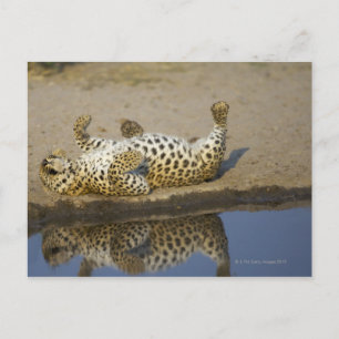 Hondjur av leopard (Panthera pardus) som rullar på Vykort