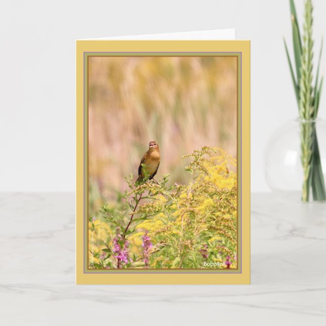 Hondjur/icke-avelshannar Bobolink Kort (Framsida)