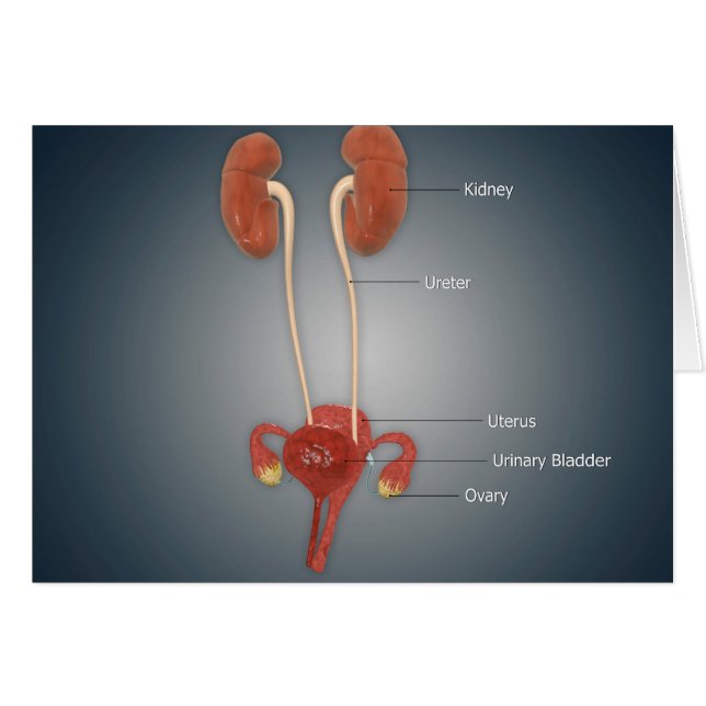 Hondjur med äggstockar, njurar och blåsor hälsningskort (Framsidan Horizontal)