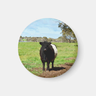 Hondjur under Galloway Cow. Magnet