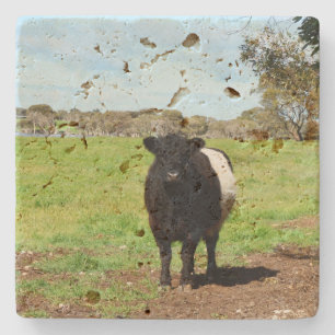 Hondjur under Galloway Cow. Stenunderlägg