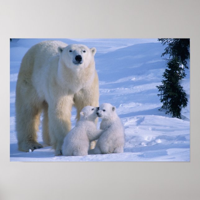 Hondjurens Polar Bear Ställande med 2 Unge vid hen Poster (Framsidan)
