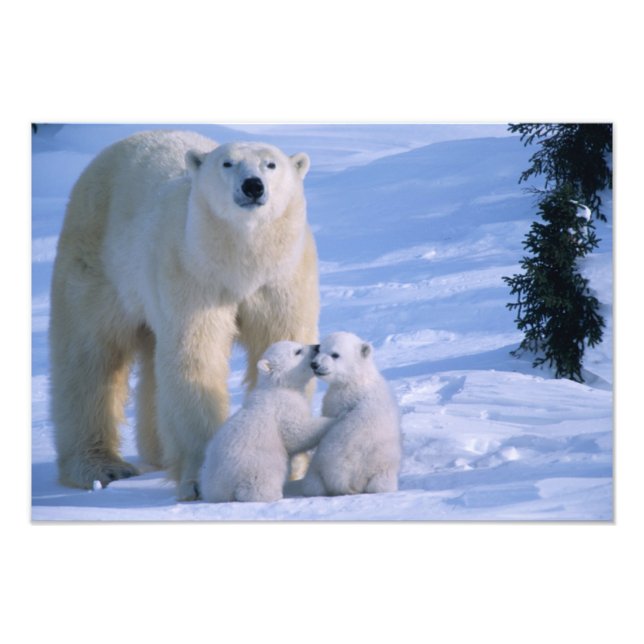 Hondjurens Polar Björn stående med 2 Unge Fototryck (Framsidan)