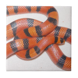 Honduransk mjölkorm Milksnake för Hypo Kakelplatta