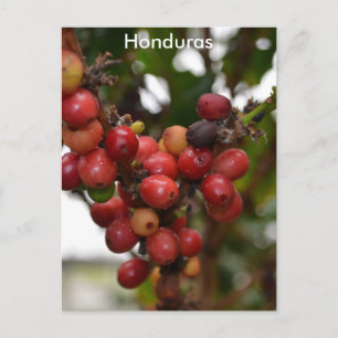 Honduras Coffee Beans Vykort