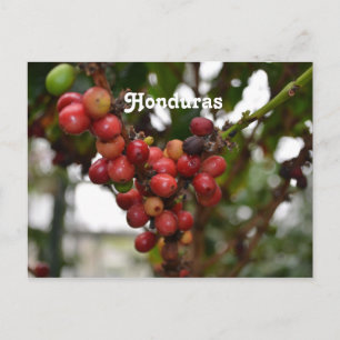 Honduras kaffebönor vykort