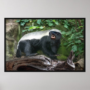 Honey badger Poster -60 x 40 -andra storlekar till