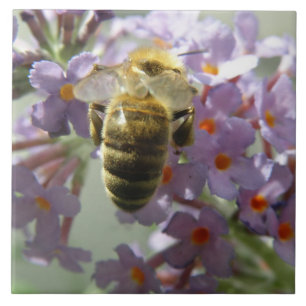 Honeybee and Buddleia Flowers Tile Kakelplatta