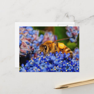 Honeybee Gathering Pollen från California Lilac Vykort