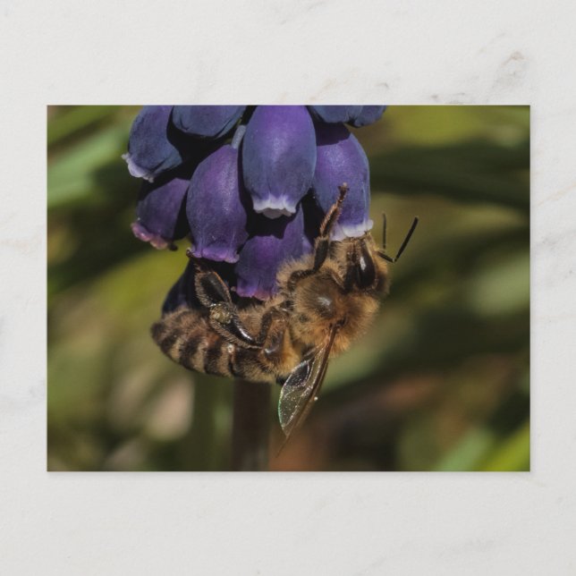 Honeybee har en mörk blått blomma vykort (Framsida)
