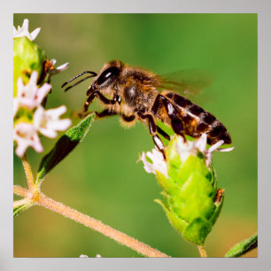 Honeybee i aktion poster