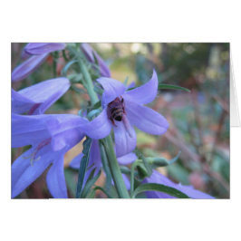 Honeybee i Harebell OBS Kort