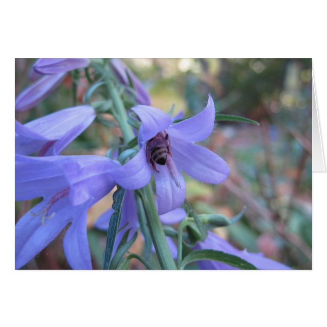 Honeybee i Harebell OBS Kort (Framsidan Horizontal)