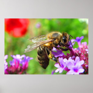 Honeybee i Verbena Poster
