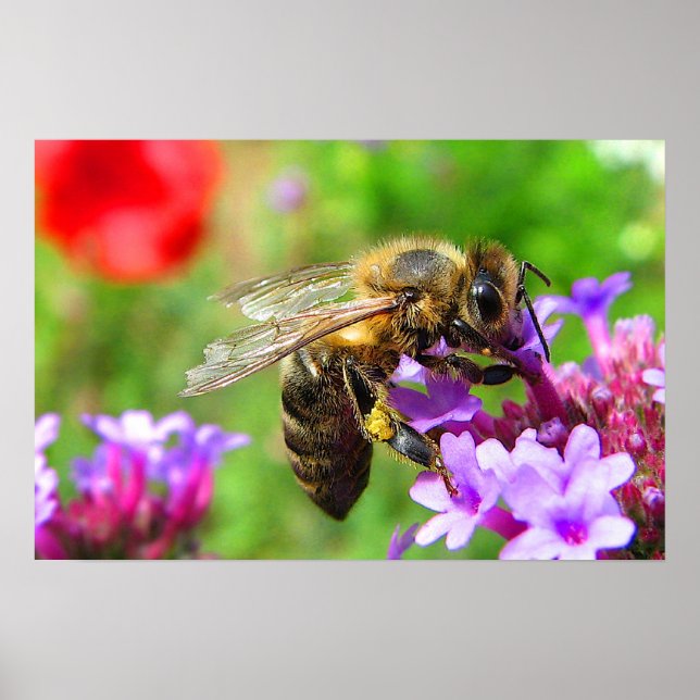 Honeybee i Verbena Poster (Framsidan)