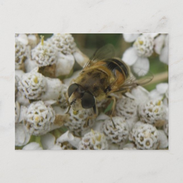 Honeybee och Blommor vykort (Framsida)