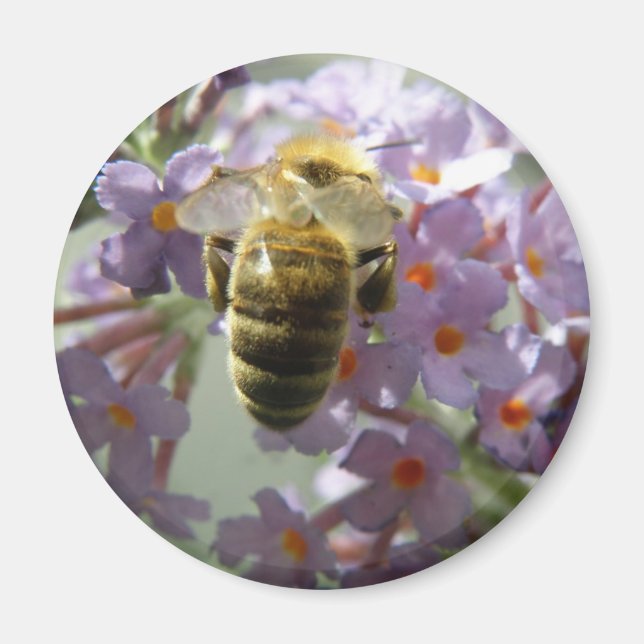 Honeybee och Buddleia Flowers Magnet (Framsidan)