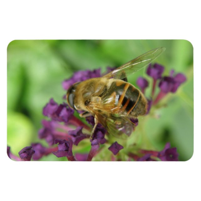 Honeybee och Lila blommor Flexi Magnet (Horisontell)