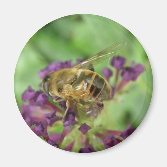 Honeybee och Lila blommor Magnet (Framsidan)