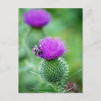 Honeybee och Thistle Vykort