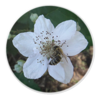 Honeybee on blackberry flower knopp