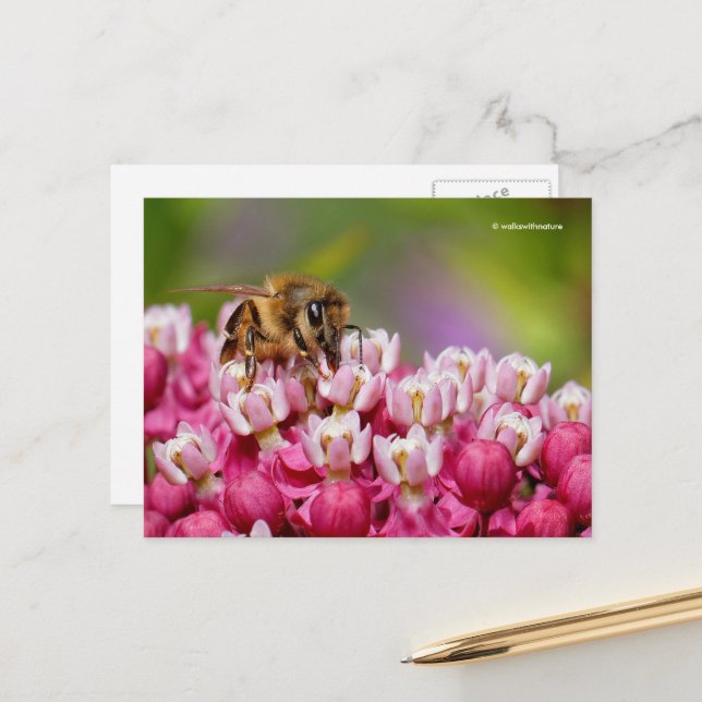 Honeybee on Narrowleaf Milkweed Plant Vykort (Fram/Back In Situ)