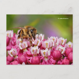 Honeybee on Narrowleaf Milkweed Plant Vykort