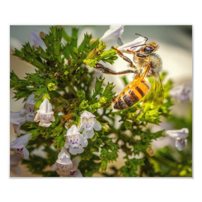 Honeybee on Wildflowers – Pollinator Nature Print Fototryck (Framsidan)