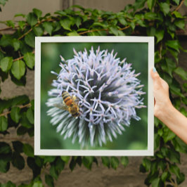 Honeybee på Blommigten Globe Thistle Fototryck