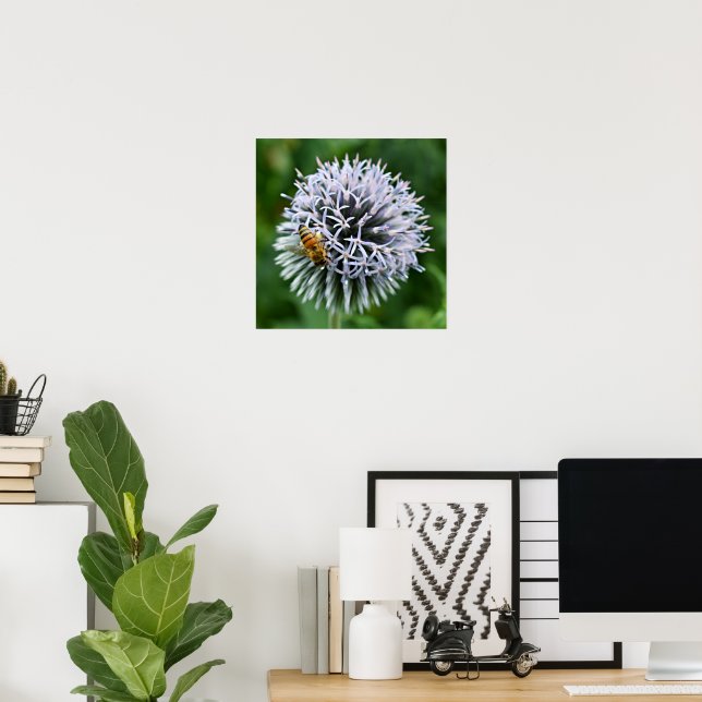 Honeybee på Blommigten Globe Thistle Poster (Hemmakontoret)