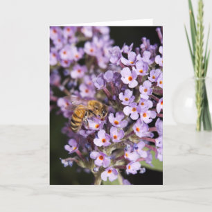 HoneyBee på ett fjärilsBush kort