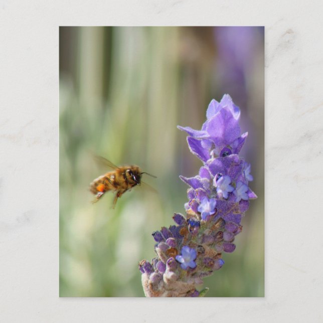 Honeybee på Lavender Vykort (Framsida)