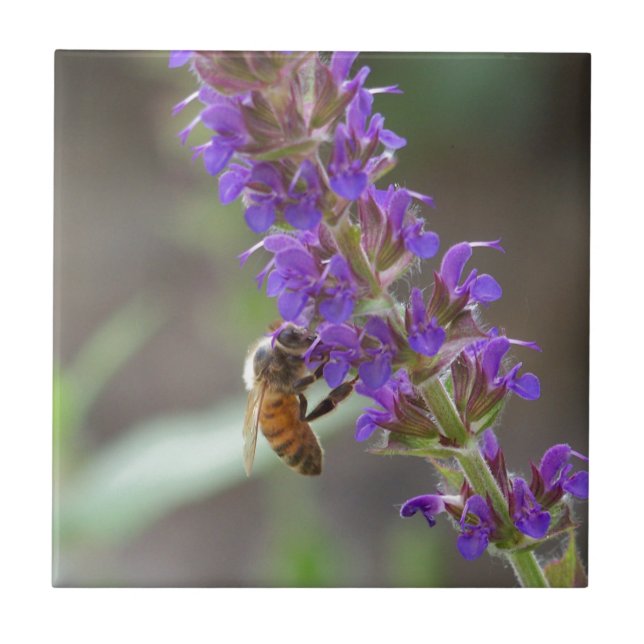 Honeybee på Salvia Kakelplatta (Framsidan)