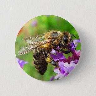 Honeybee på Verbena Knapp
