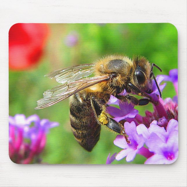 Honeybee på Verbena Musmatta (Framsidan)