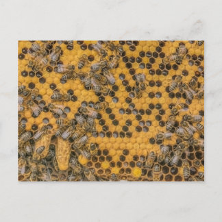 Honeybee Photo 2 Queen Cells on honey comb . Vykort