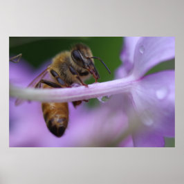 Honeybee Poster