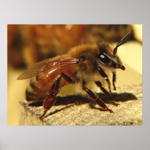 Honeybee Poster