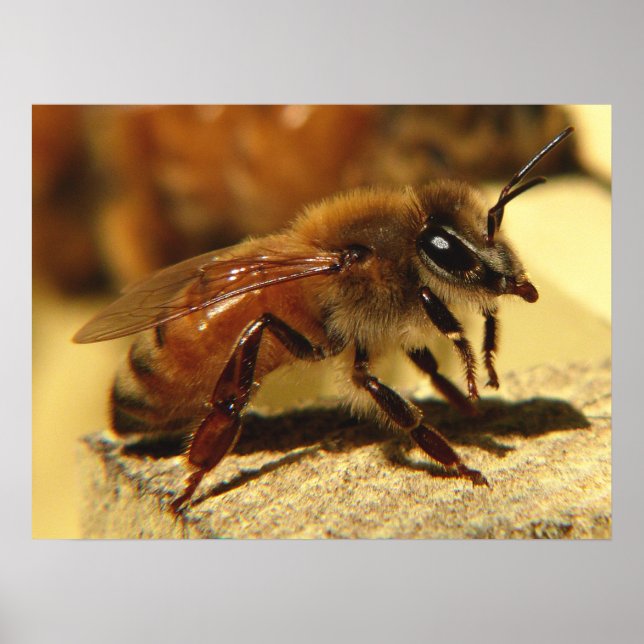 Honeybee Poster (Framsidan)