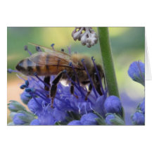 Honeybee som dricker Nectar