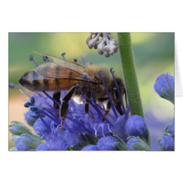 Honeybee som dricker Nectar OBS Kort