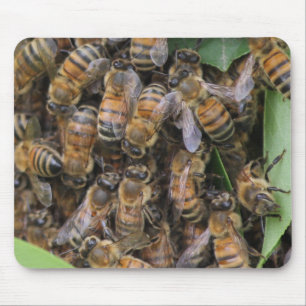 Honeybee Svarme Musmatta