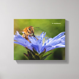 Honeybee vid Blommar Radicchio Canvastryck